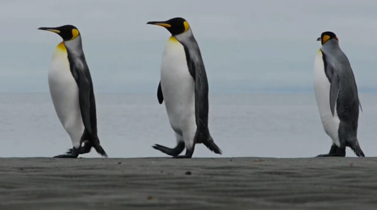 Evite las caídas en invierno: camine como un pingüino (Avoid winter falls, walk like a penguin)